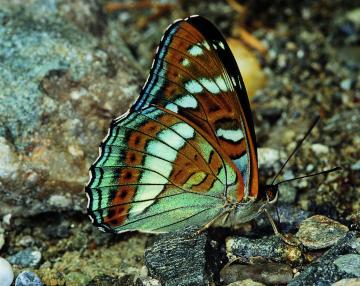 Nuova data attività Bioblitz - farfalle, insetti e uccelli