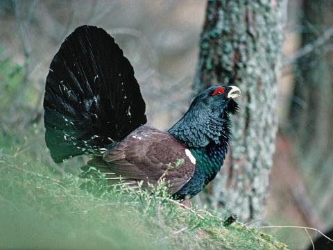 gallo cedrone