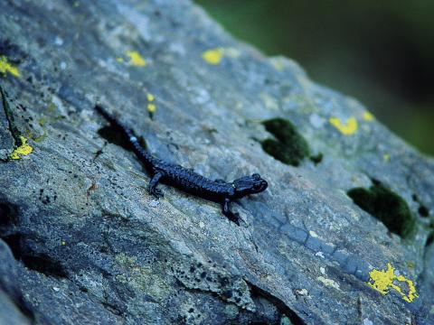salamandra atra