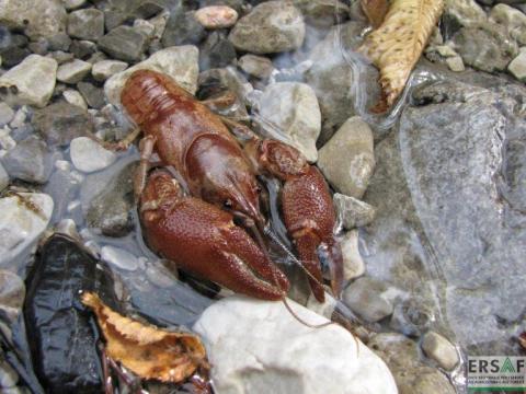 Austropotamobius pallipes