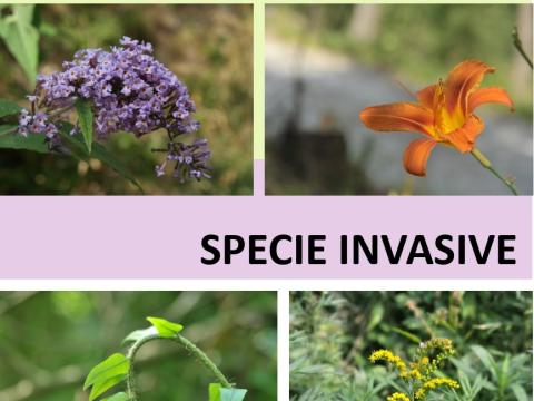 copertina specie invasive