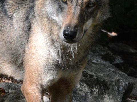 Copertina progetto Life Wolfalps