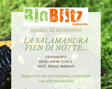 BioBlitz - LA SALAMANDRA VIEN DI NOTTE...