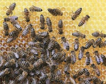Giornata mondiale delle api - 20 maggio 2022