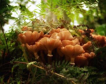 I funghi nel castagneto