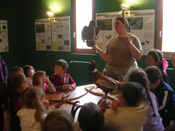 osservazione di animali