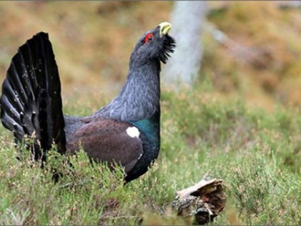 Gallo Cedrone